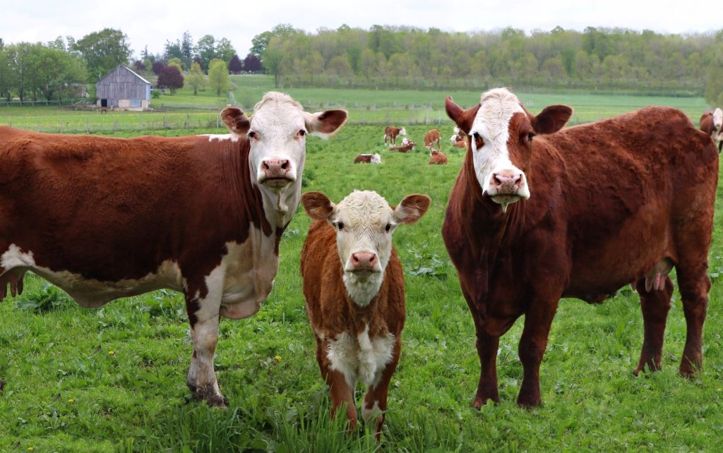 The little newborn Hereford calf standing between two cows with the herd in the background