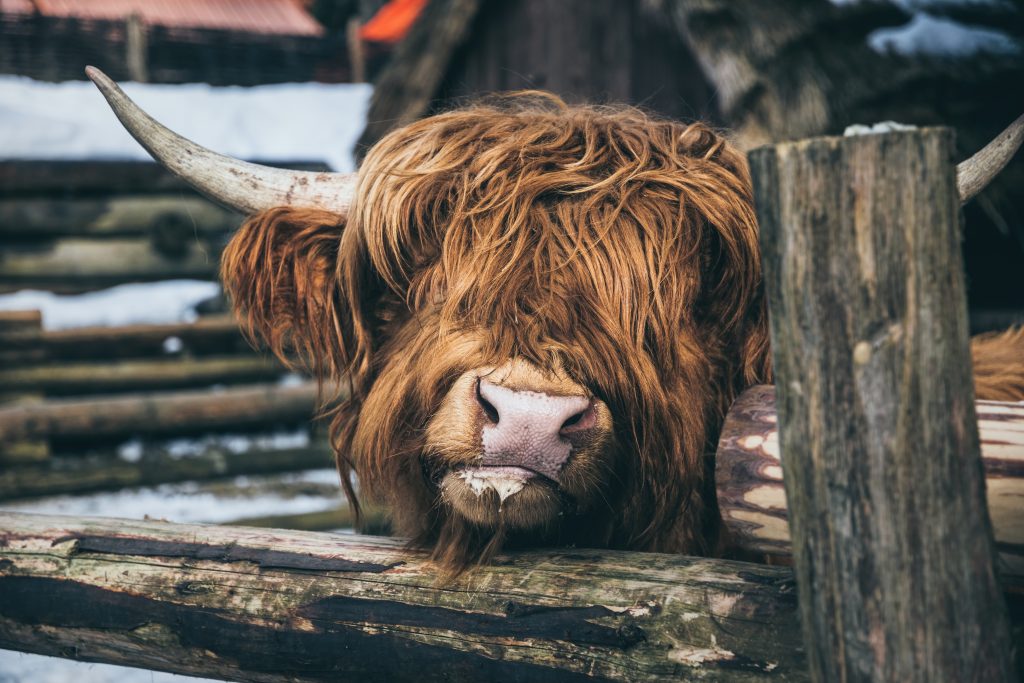 Traditional dairy farm in Scotland and a family friendly petting zoo. Cattle - Sheep, cows and goats in a wooden paddock. Hand feeding the animals. Entertainment for tourists