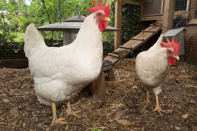 5 Low-Maintenance Chicken Breeds for Easy Care