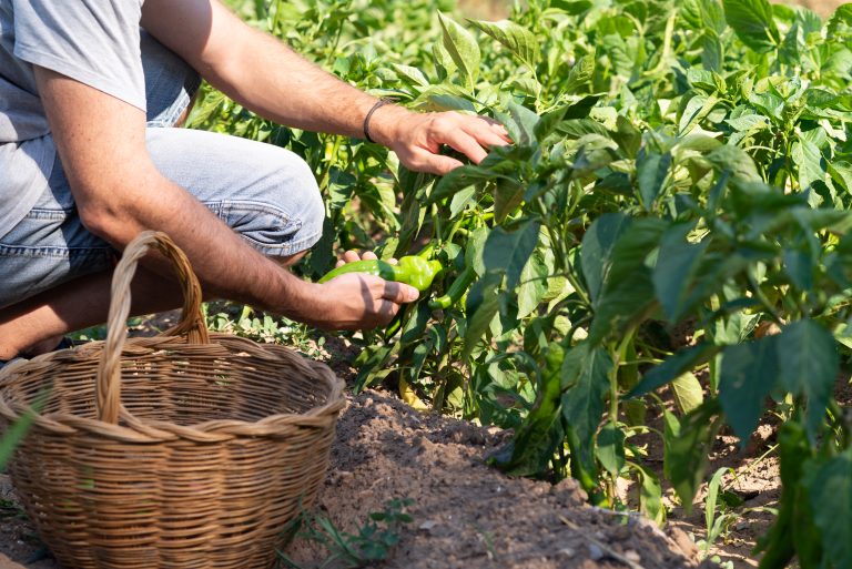 7 Essential Tips for Small-Scale Organic Farming Success