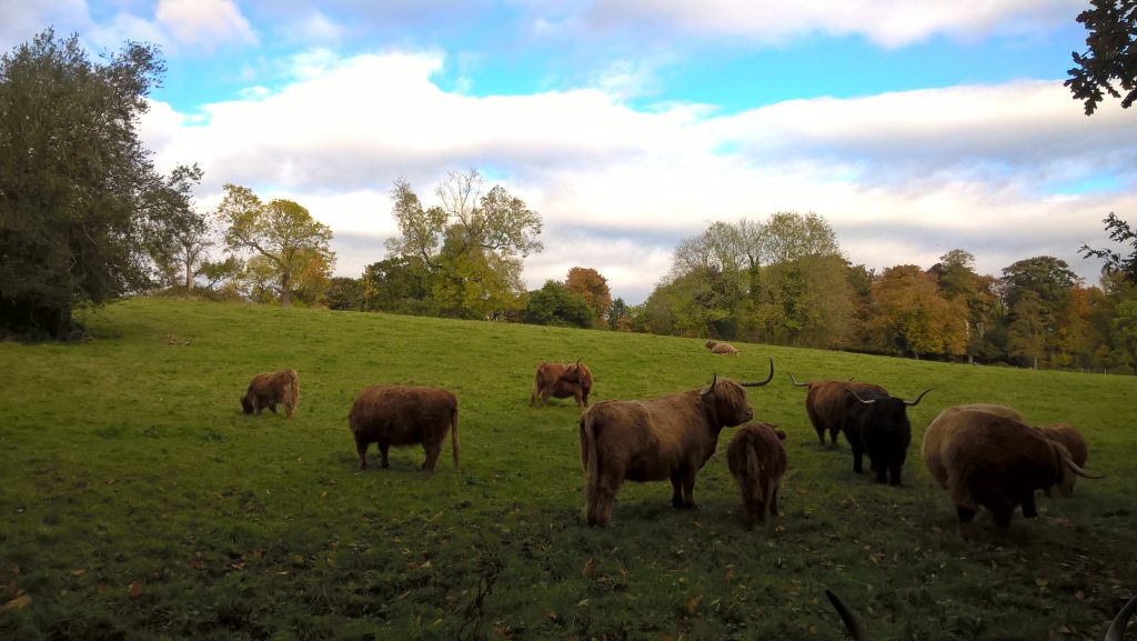 View of Highland cows and calves standing in a field, Glasgow Scotland England UK