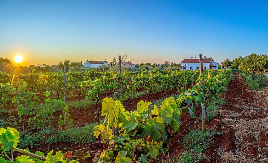 View over a small private field with vines during summer sunset
