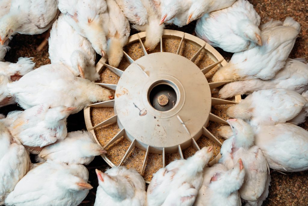 White broiler Chicken at the poultry farm