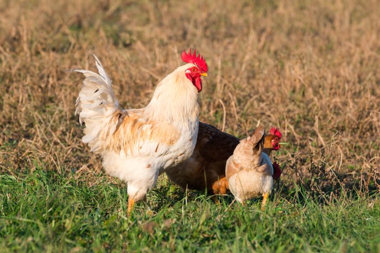 9 Essential Tips for Feeding Pastured Chickens