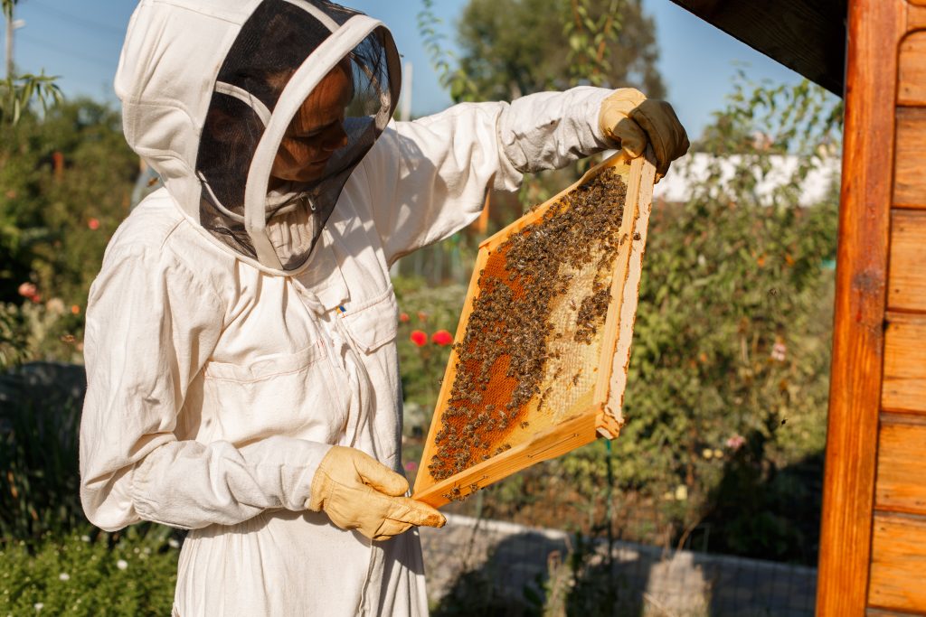 Young female beekeeper hold wooden frame with honeycomb. Collect honey. Beekeeping concept.