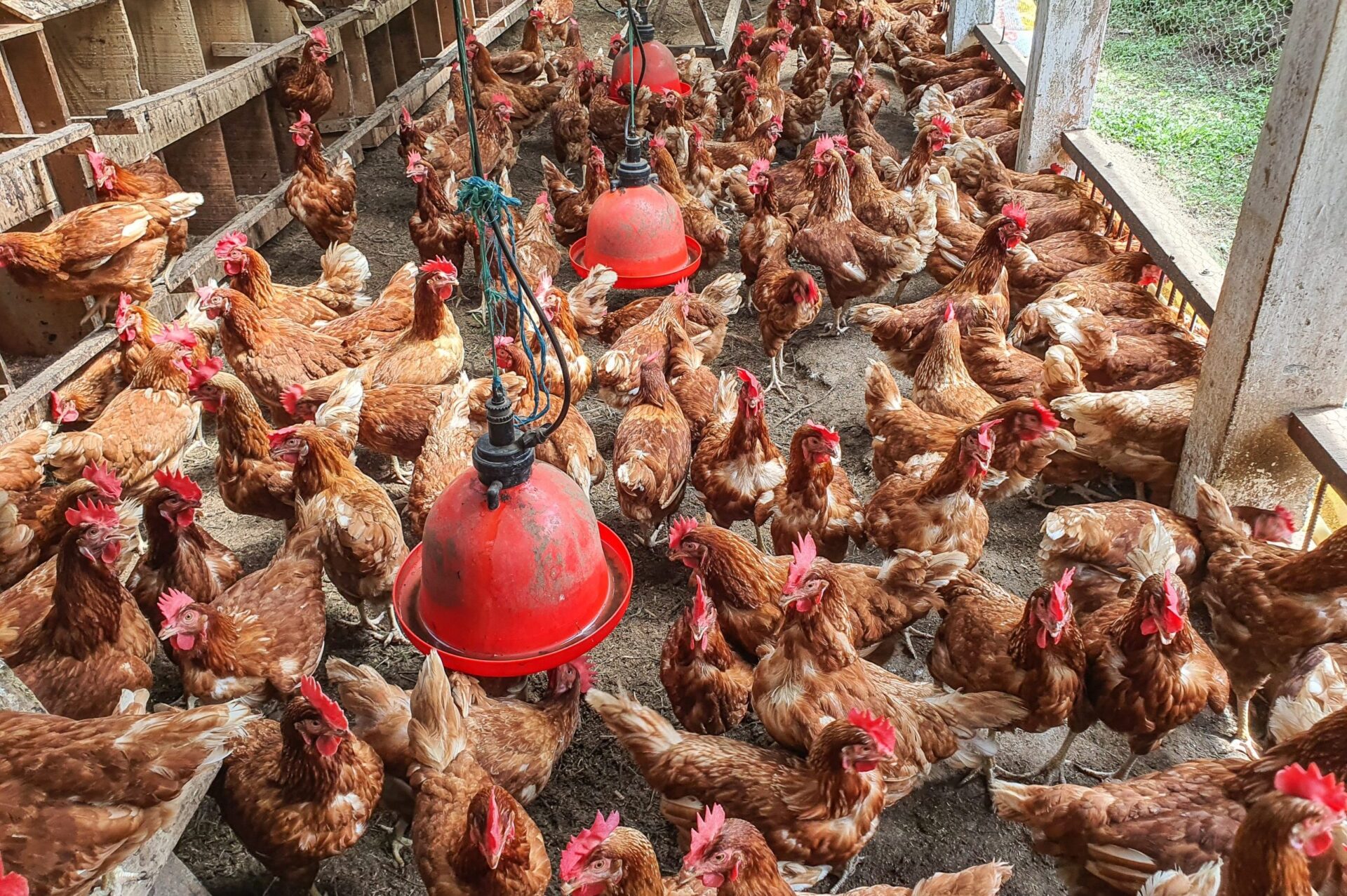 6 Key Strategies for Chicken Breeding for Egg Production - FarmstandApp