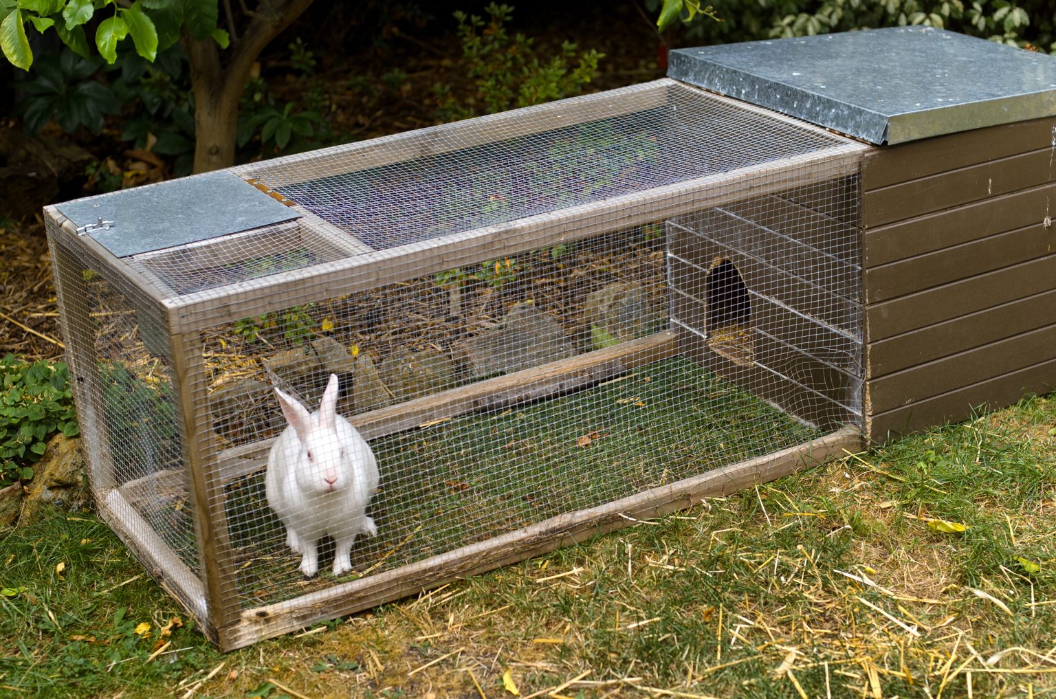 6 Effective Rabbit Containment Strategies to Know