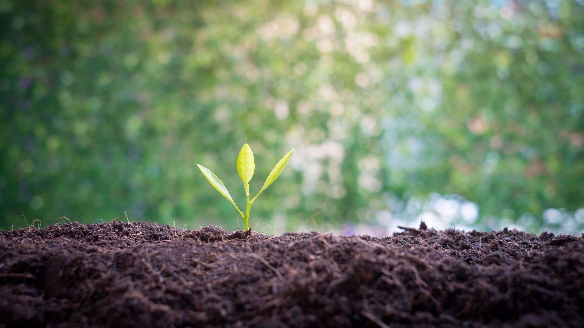 4 Essential Steps For Soil Restoration After Herbicide Use Photo Inspiration