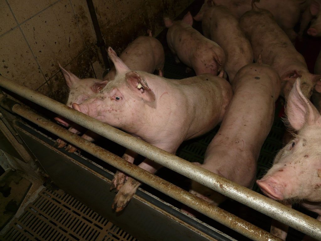10 Essential Steps to Start Pig Farming: A Beginner's Guide 3 piglet, pig, piggy