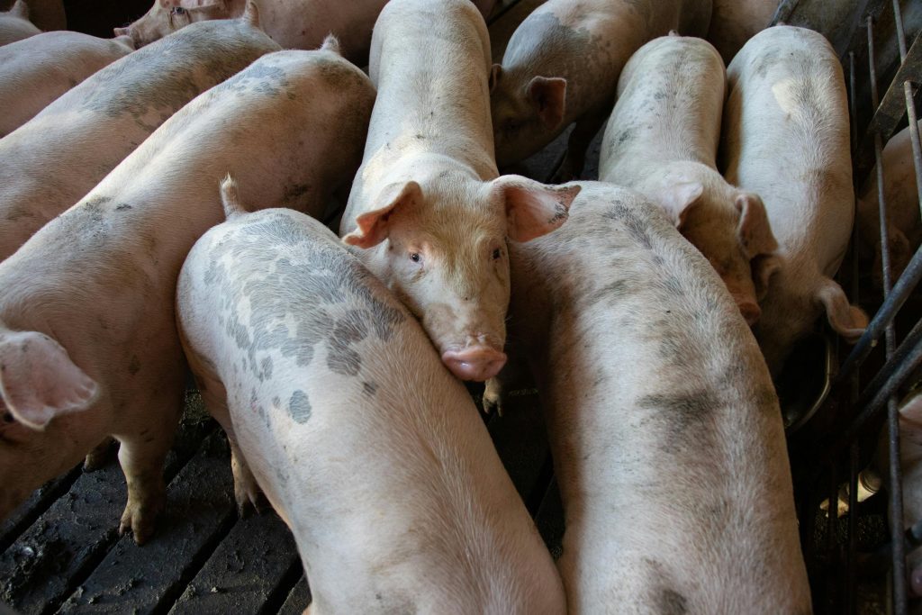 10 Essential Steps to Start Pig Farming: A Beginner's Guide 5 how do you maximize profit in piggery
