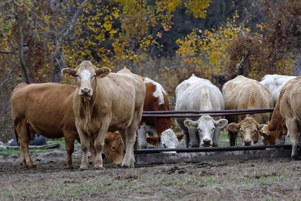 10 Steps to Build a Profitable Beef Cattle Farm: Complete Guide 2 marketing natural beef strategies