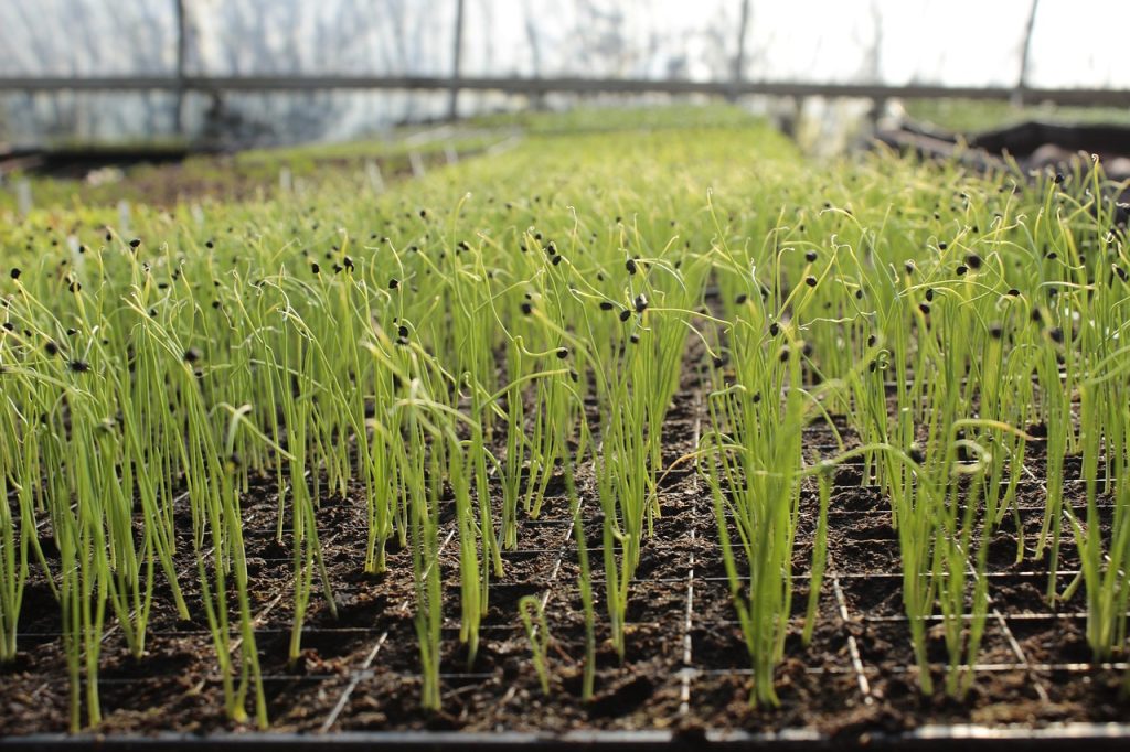 10 Proven Methods to Boost Your Farm Income in 2025 2 what are the strategies for organic farming
