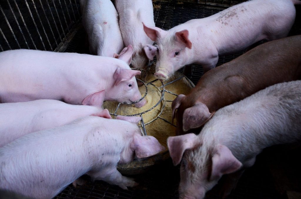 10 Essential Steps to Start Pig Farming: A Beginner's Guide 4 how many pigs do you start with in pig farming
