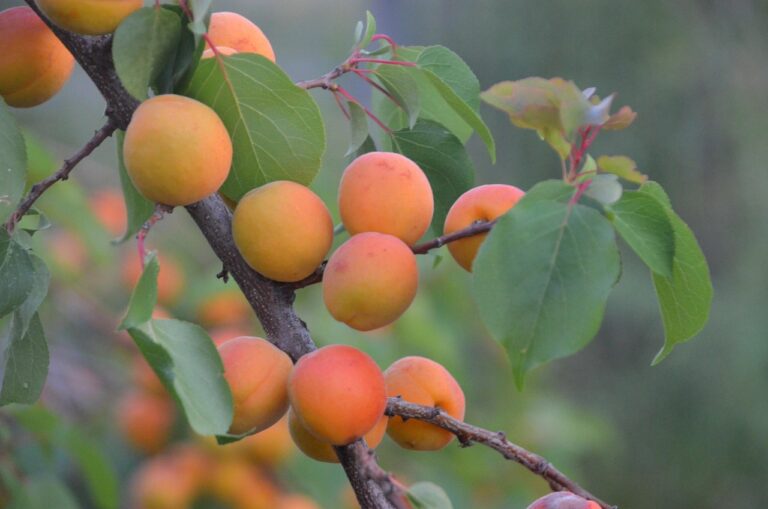 7 Ways Using Excavators in Agroforestry Practices Transforms Degraded Land