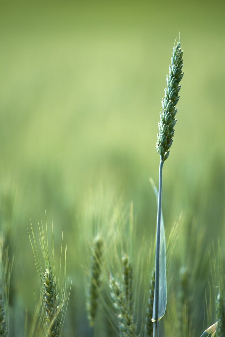 7 Sustainable Sourcing Options for Farming Supplies That Protect Our Planet