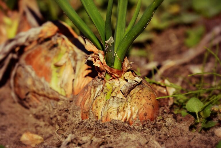 7 NPK Ratios in Organics That Maximize Garden Growth Year-Round