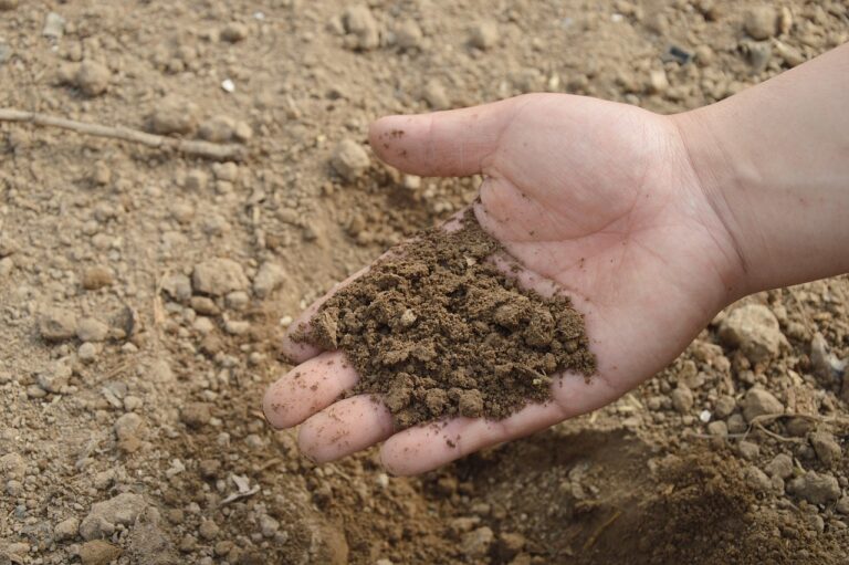 7 Organic Soil Amendment Options That Transform Garden Health Naturally