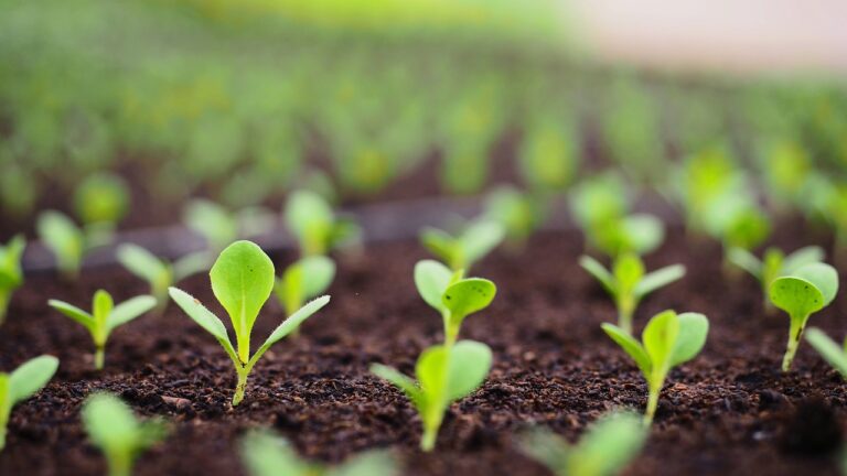 7 Ways for Testing Soil pH Naturally Without Harmful Chemicals