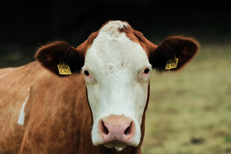 7 Seasonal Adjustments for Cooling Farm Operations That Save Energy Year-Round