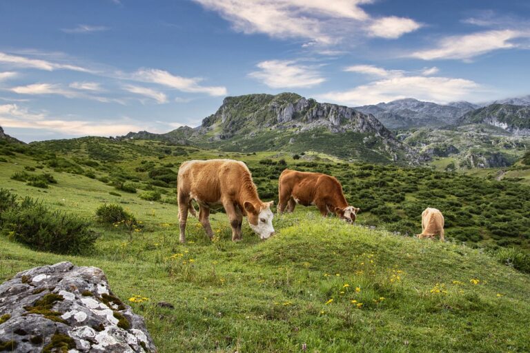 7 Ways Exploring Cooperative Livestock Ownership Can Strengthen Rural Communities