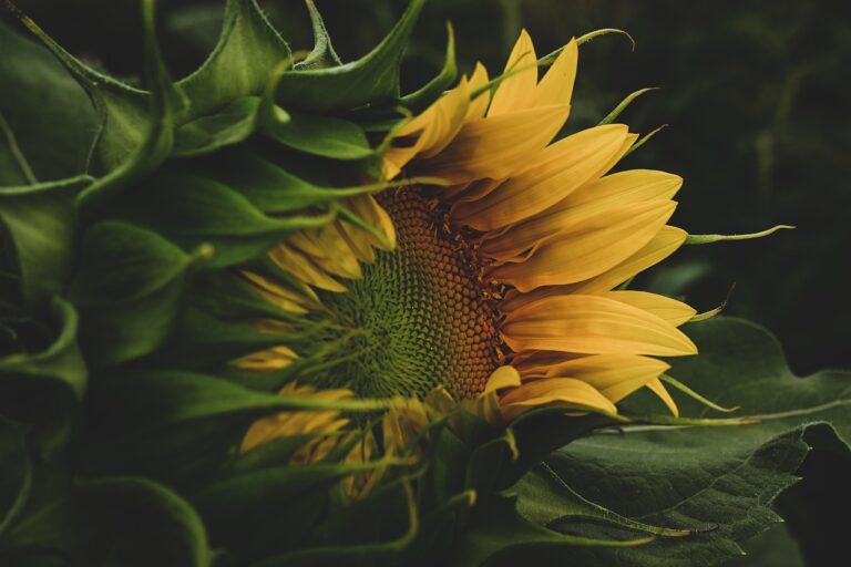 7 Keys to Evaluating Seed Company Ethics and Sustainability That Protect Biodiversity