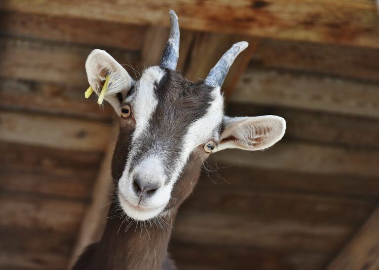 7 Keys to Understanding Airflow Dynamics in Goat Barns That Prevent Health Issues
