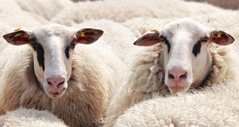 7 Ways of Integrating Sheep Care Into Small Farms for Year-Round Sustainability