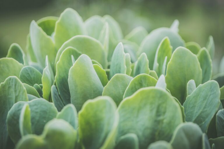 12 Best Soil Amendments for Adjusting pH Levels That Support Healthy Plants
