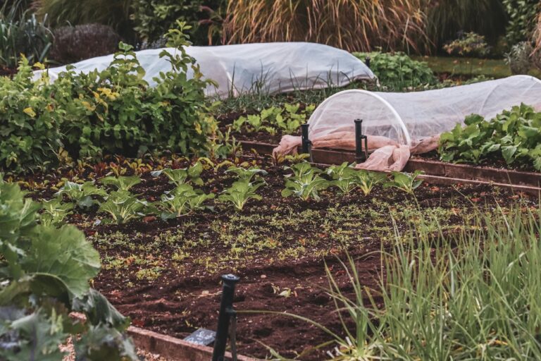 12 Ways to Plan a Diverse Vegetable Garden That Maximizes Every Square Foot