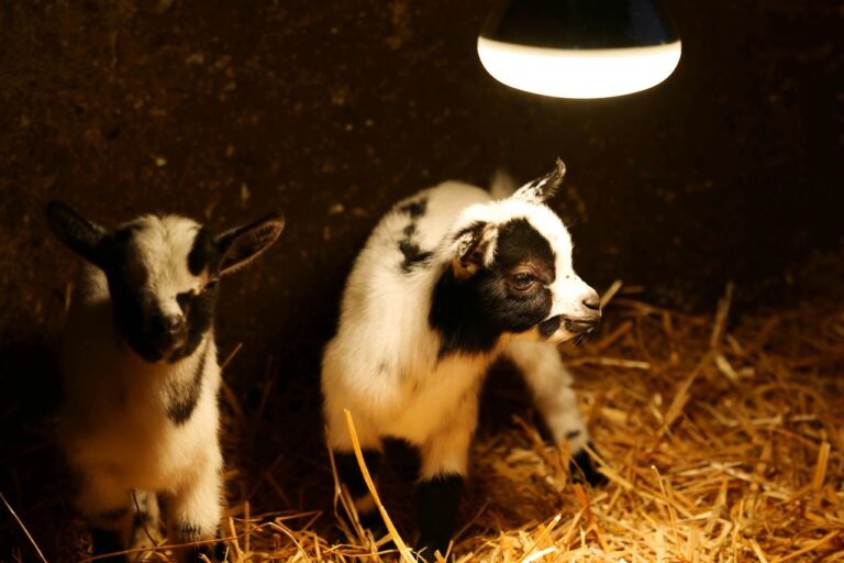 10 Best Goat-Friendly Bedding Materials for Comfort That Promote Health