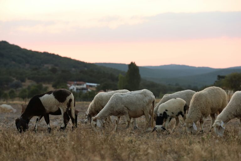 7 Tips for Maintaining Accurate Animal Pedigrees That Breeders Swear By