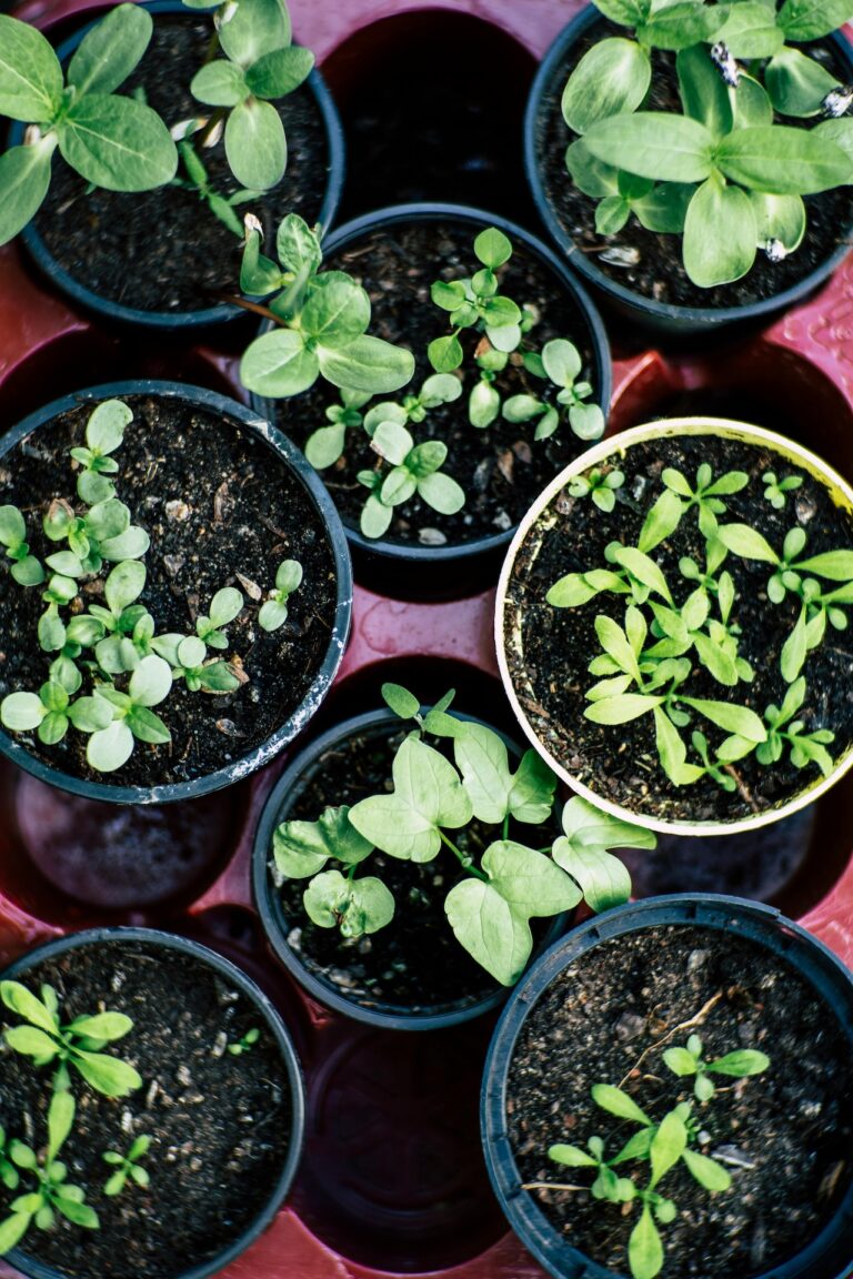7 Ways of Using Companion Herbs in Vegetable Gardens That Deter Pests Naturally