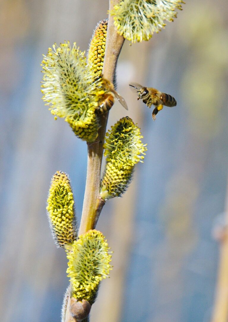10 Best Bee Watering Systems for Hydration That Every Beekeeper Needs