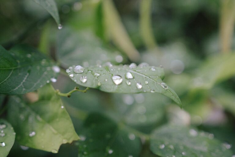 9 DIY Rainwater Collection Systems That Power Small Gardens