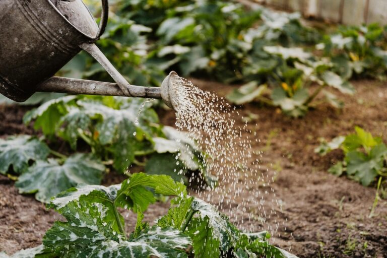 12 Creative Ways to Create Microclimates in Your Yard That Old Gardeners Swear By