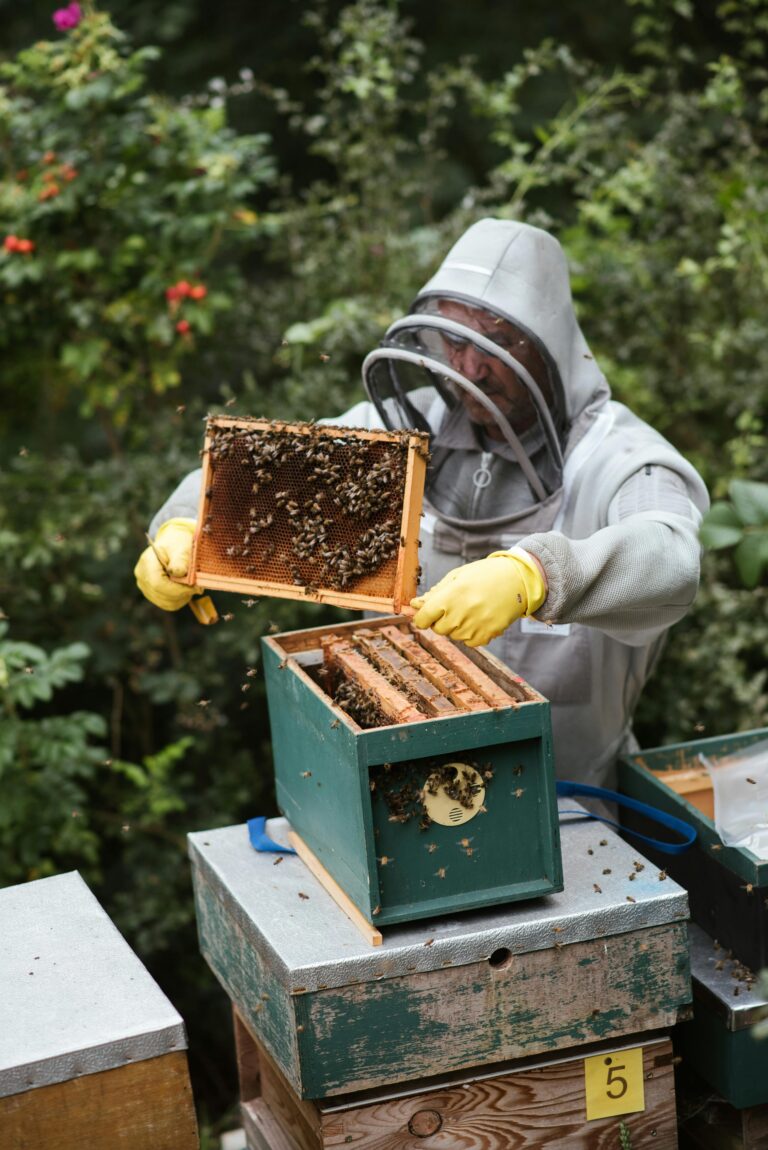 10 Best Swarm Traps for Capturing Swarms That Ensure Easy Success