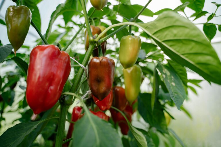 10 Best Crop Rotation Techniques for Reducing Pest Issues That Support Sustainability