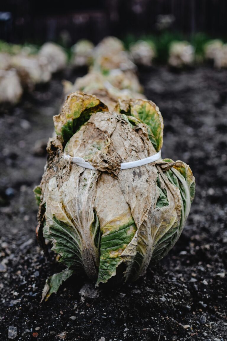 10 Best Organic Soil Tests for Nutrient Management That Boost Yield
