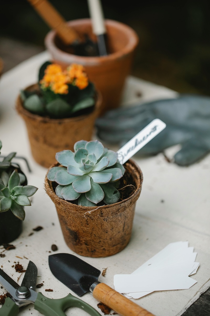 pexels photo 6231758