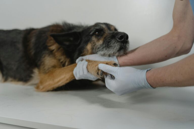 7 Holistic Approaches to Animal Health That Balance Body & Spirit