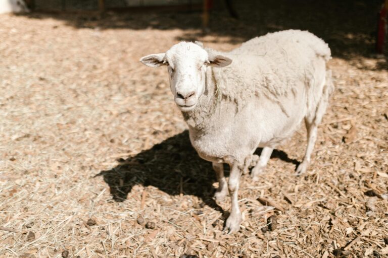 7 Holistic Approaches to Animal Husbandry and Feed That Regenerate Your Land