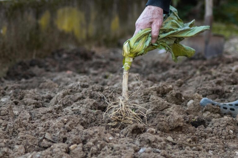 7 Seasonal Planning For Crop Rotation And Storage Tips Grandparents Used To Know