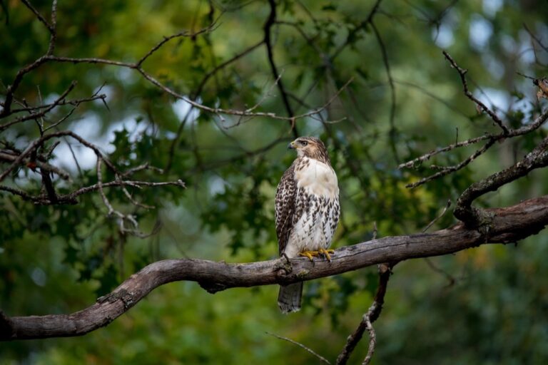 5 Best Hawk Decoys for Protecting Poultry That Actually Fool Predators