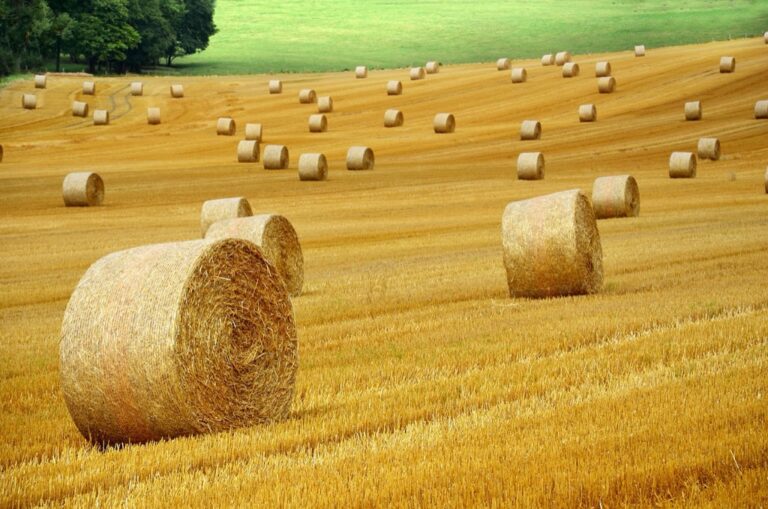 7 Best Hay Sourcing Tips for Hobby Farmers That Old-Timers Swear By