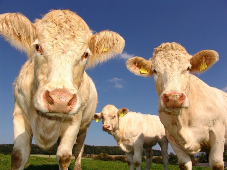 7 Best Breeding Record Templates for Hobby Farmers That Prevent Common Issues