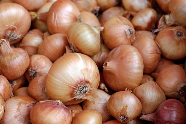 7 Best Farm-to-Table Recipes for Seasonal Produce That Celebrate Nature’s Bounty