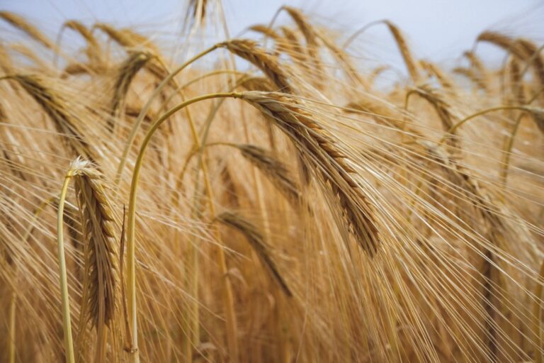 7 Best Harvest Carts for Transporting Crops That Old Farmers Swear By