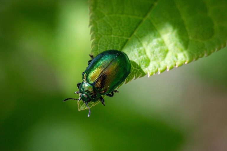 7 Best Homemade Remedies for Pest Prevention Without Harmful Chemicals
