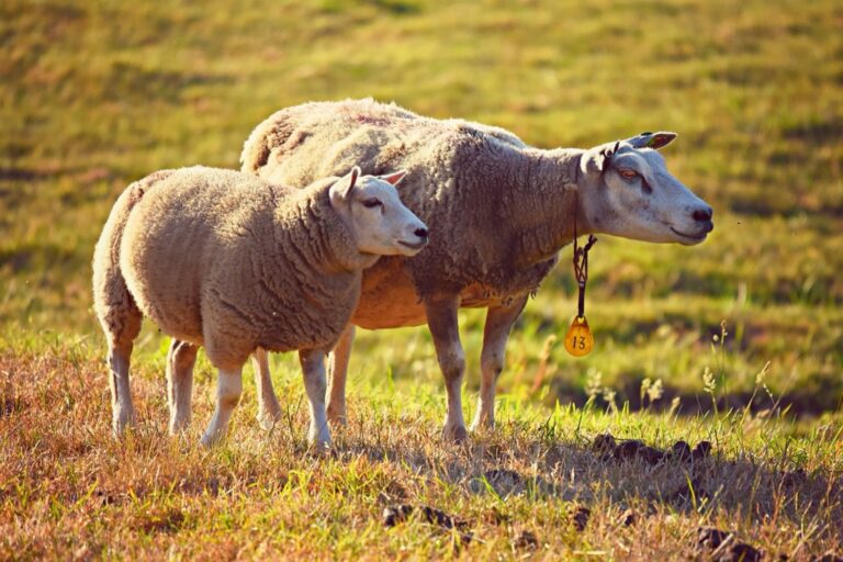 6 Best Fence Materials for Keeping Livestock Safe That Old Farmers Swear By