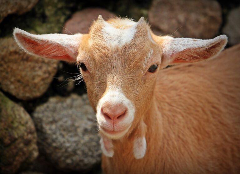 5 Best Goat Transport Crates for Safe Travel That Old Farmers Swear By